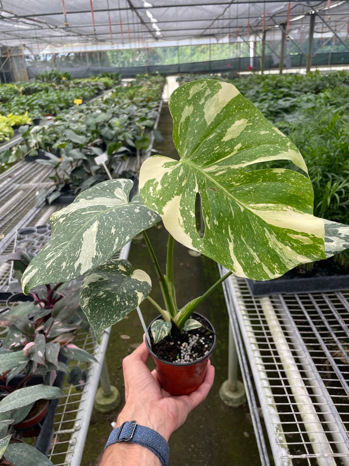Monstera Deliciosa 'Thai Constellation'