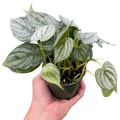 Philodendron Brandtianum Silver Leaf