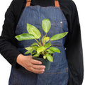 Philodendron Erubescens Painted Lady