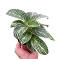 Philodendron White Measure