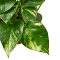 Pothos 'Golden'