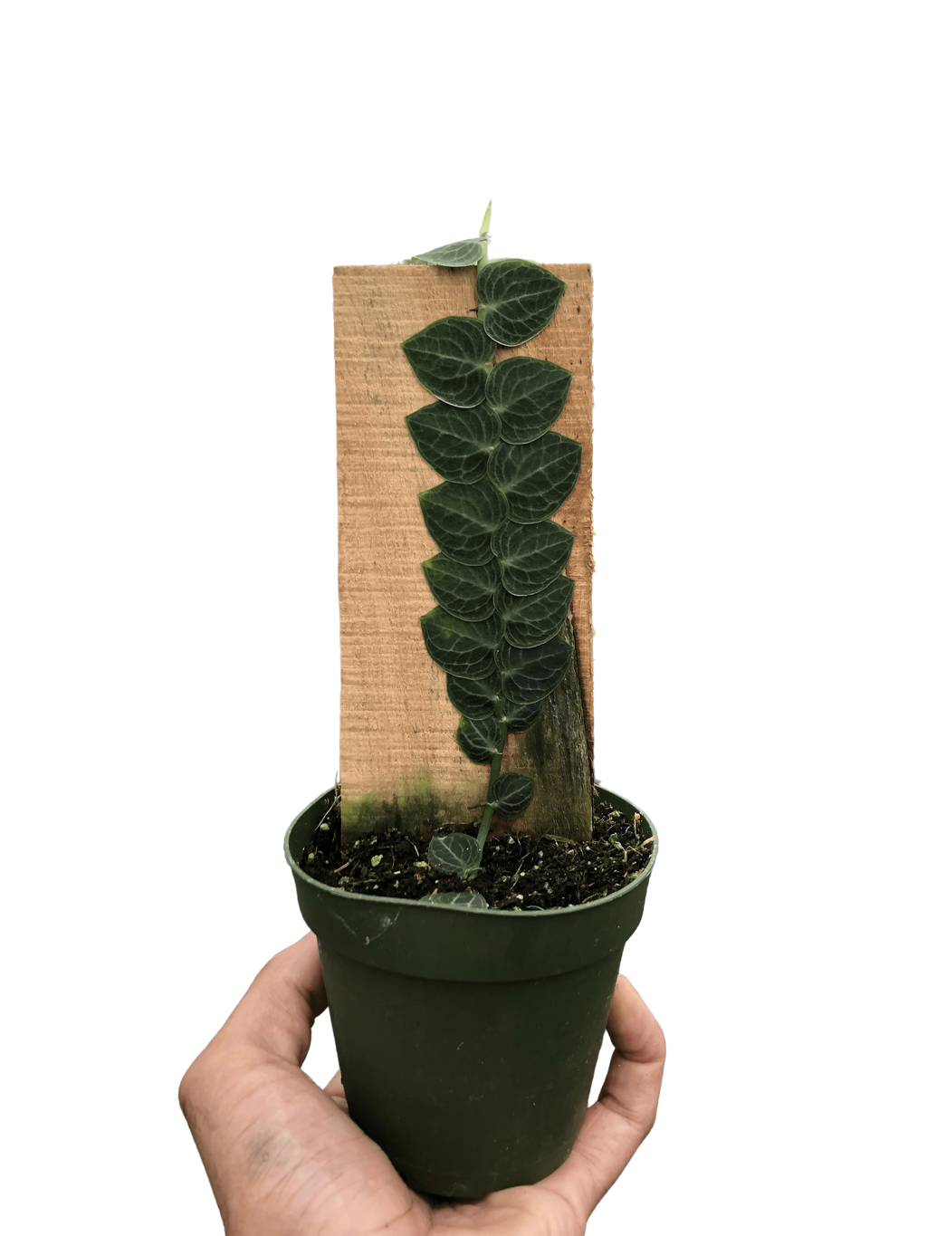 Rhaphidophora 'Cryptantha' | Rare Shingle Plant Climber | House Plant Shop