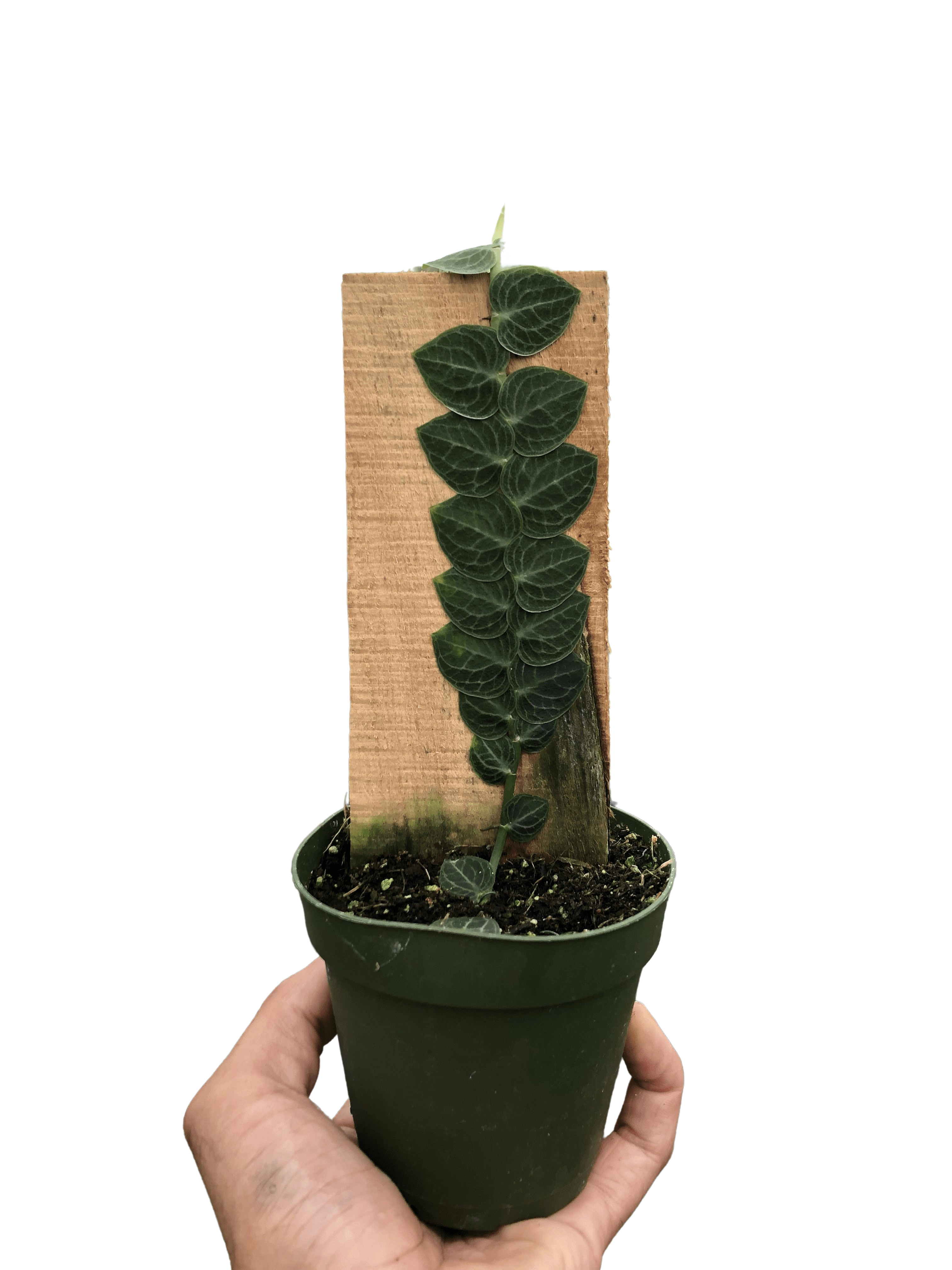 Rhaphidophora 'Cryptantha' | Rare Shingle Plant Climber | House Plant Shop