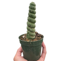 Succulent Unicorn Cactus | Rare Spiral Columnar Cactus | House Plant Shop