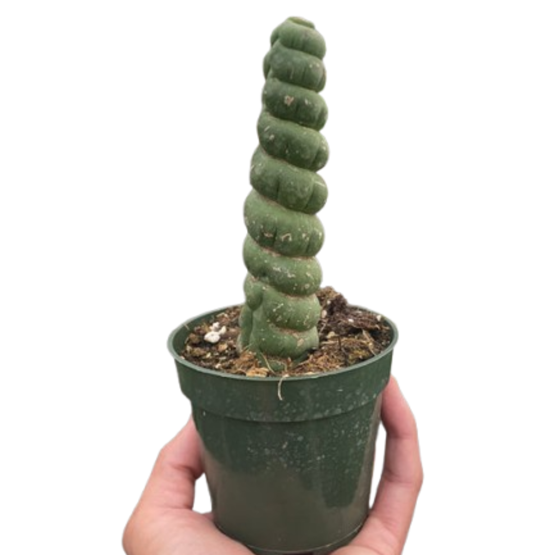 Succulent Unicorn Cactus | Rare Spiral Columnar Cactus | House Plant Shop