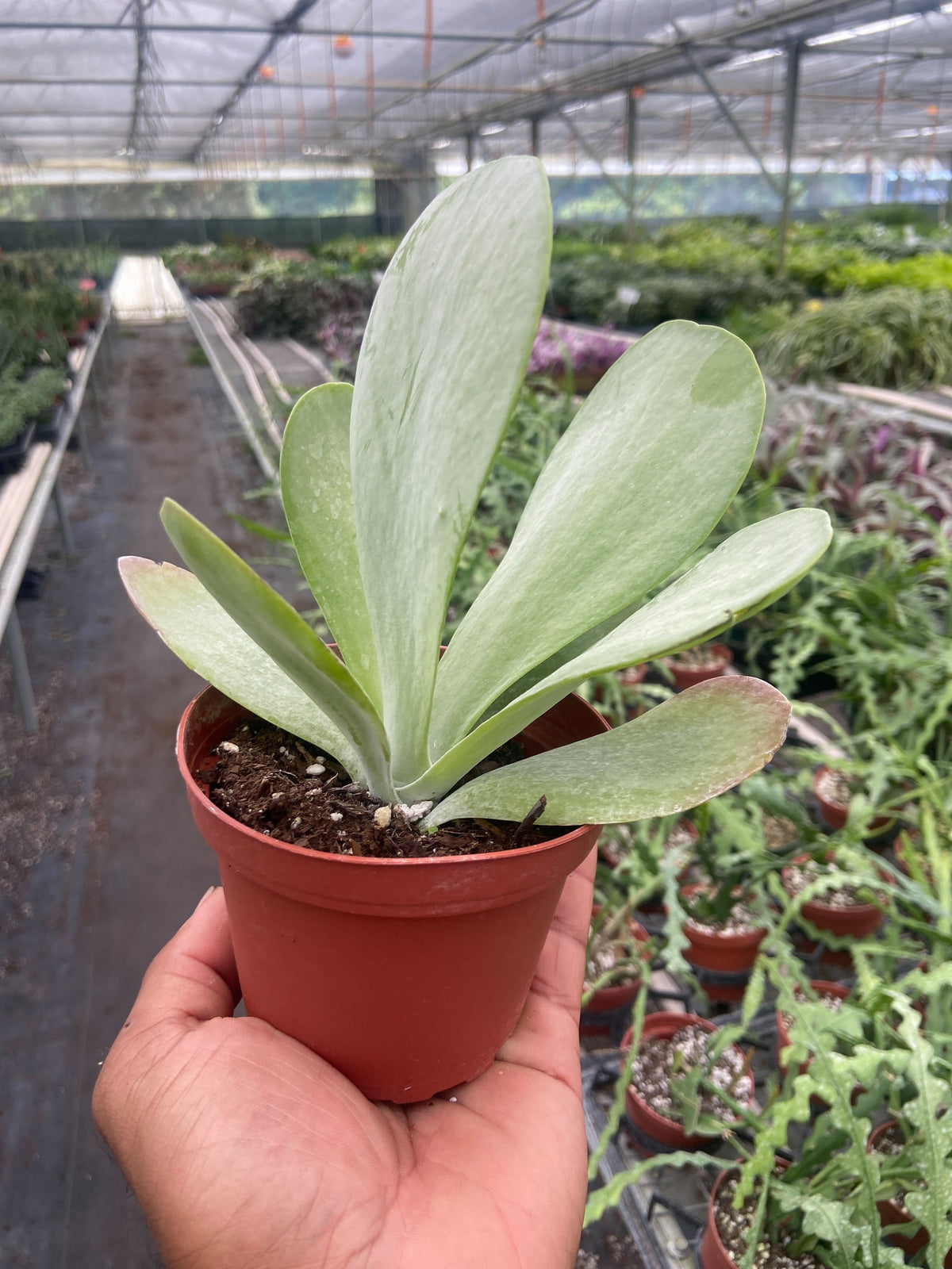 Kalanchoe Luciae 'Flapjacks'