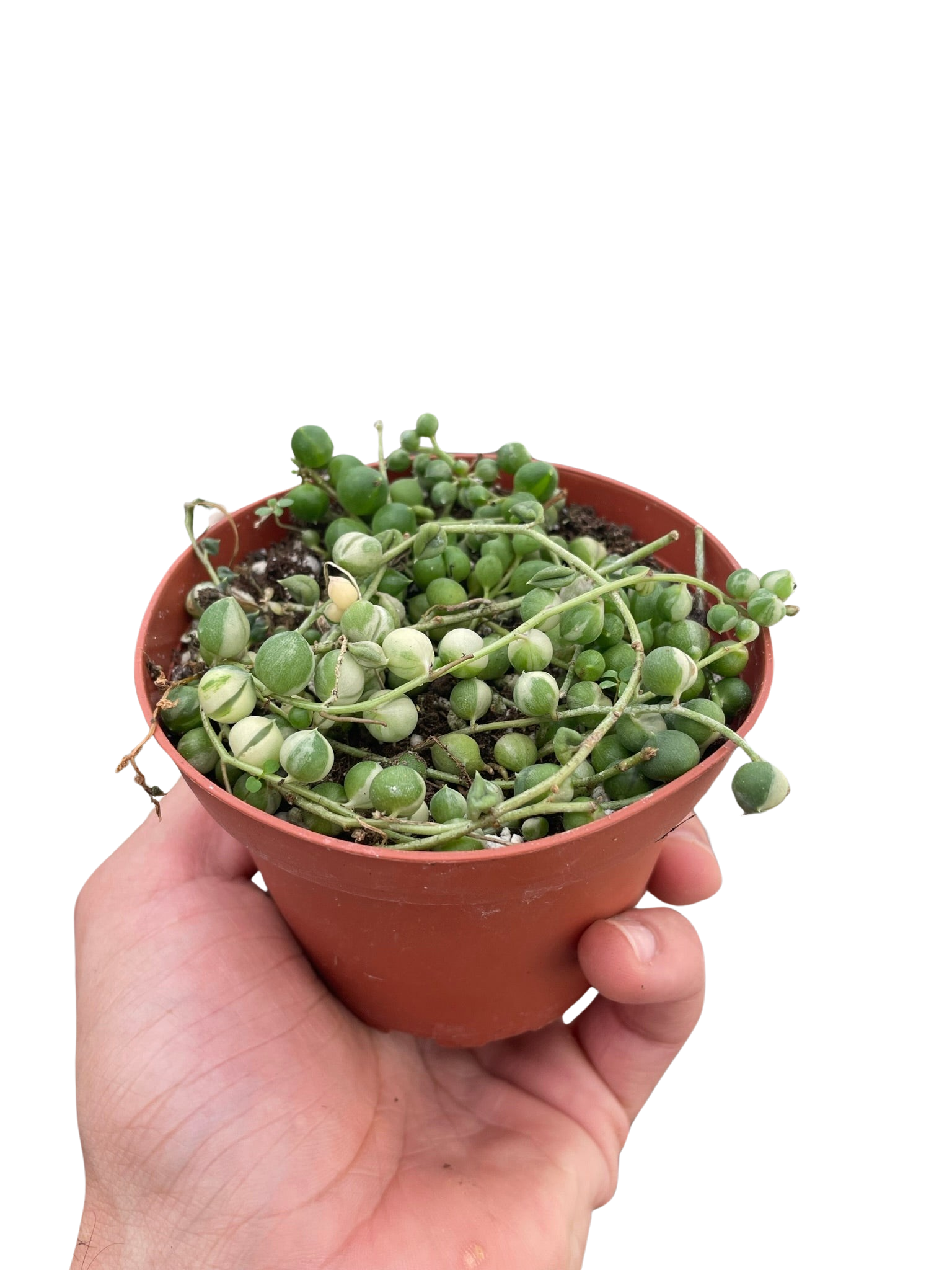 Succulent 'String of Pearls' Variegated
