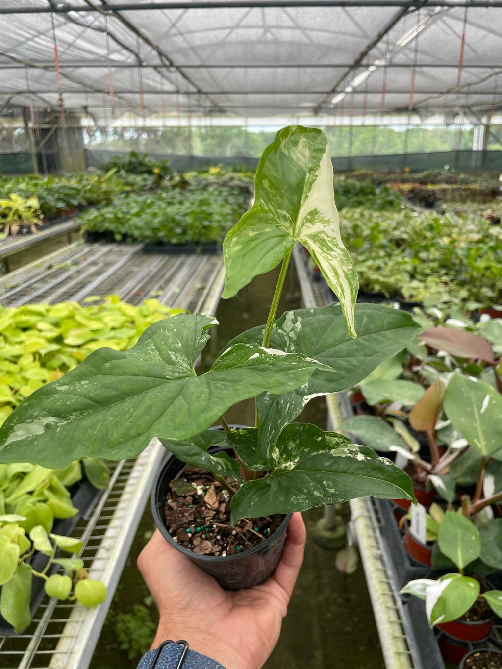 Syngonium Podophyllum Albo Variegata