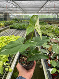 Syngonium Podophyllum Albo Variegata
