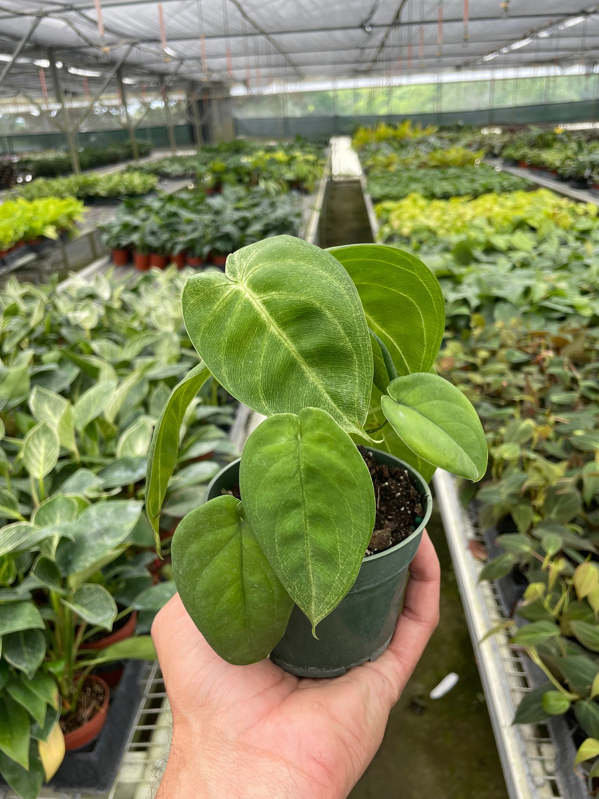 Syngonium Chiapense 'Ice Frosted Heart'