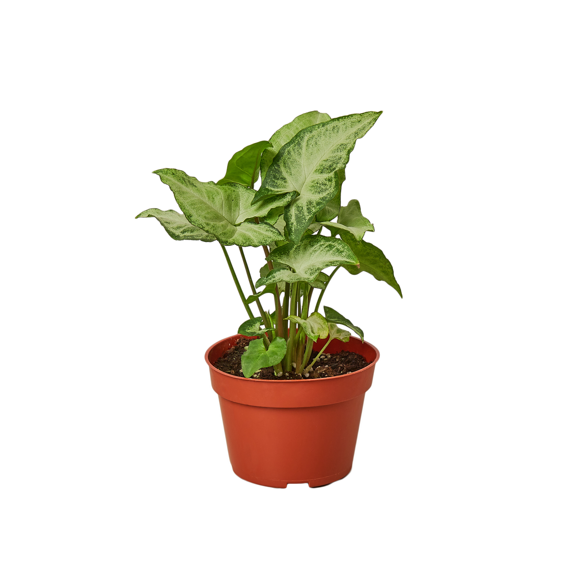 Syngonium White Butterfly