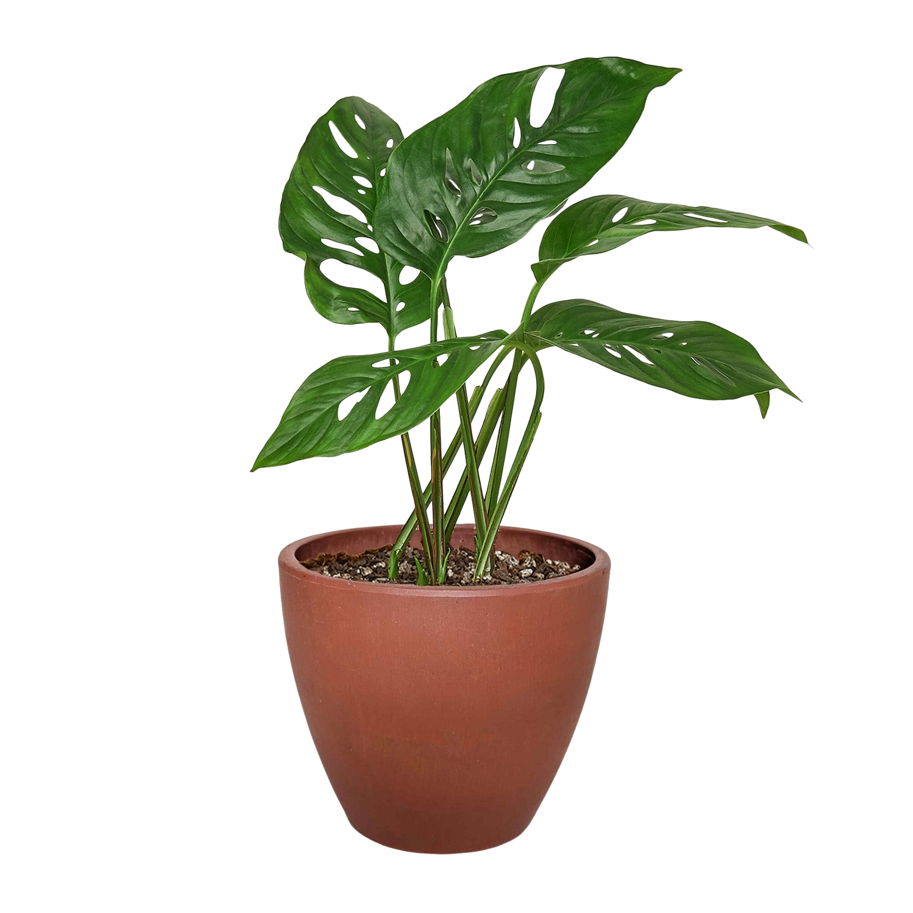 Monstera Adansonii 'Swiss Cheese' - 6" Pot - NURSERY POT ONLY