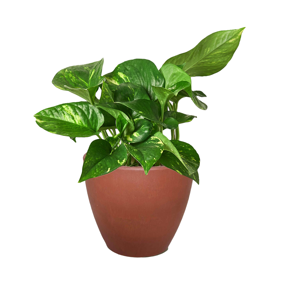 Epipremnum Aureum Devil's Ivy Golden Pothos