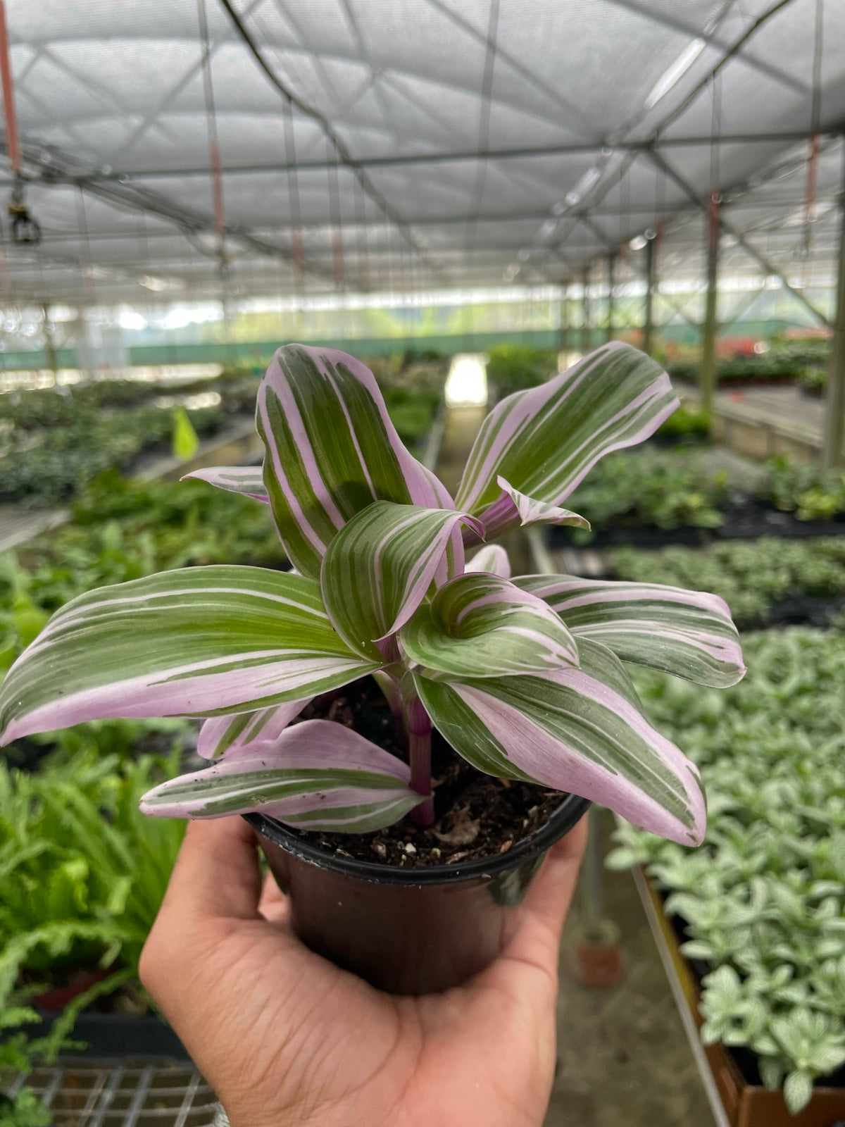 Tradescantia Bubblegum Lilac Nanouk