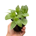 Tradescantia 'Sanna'