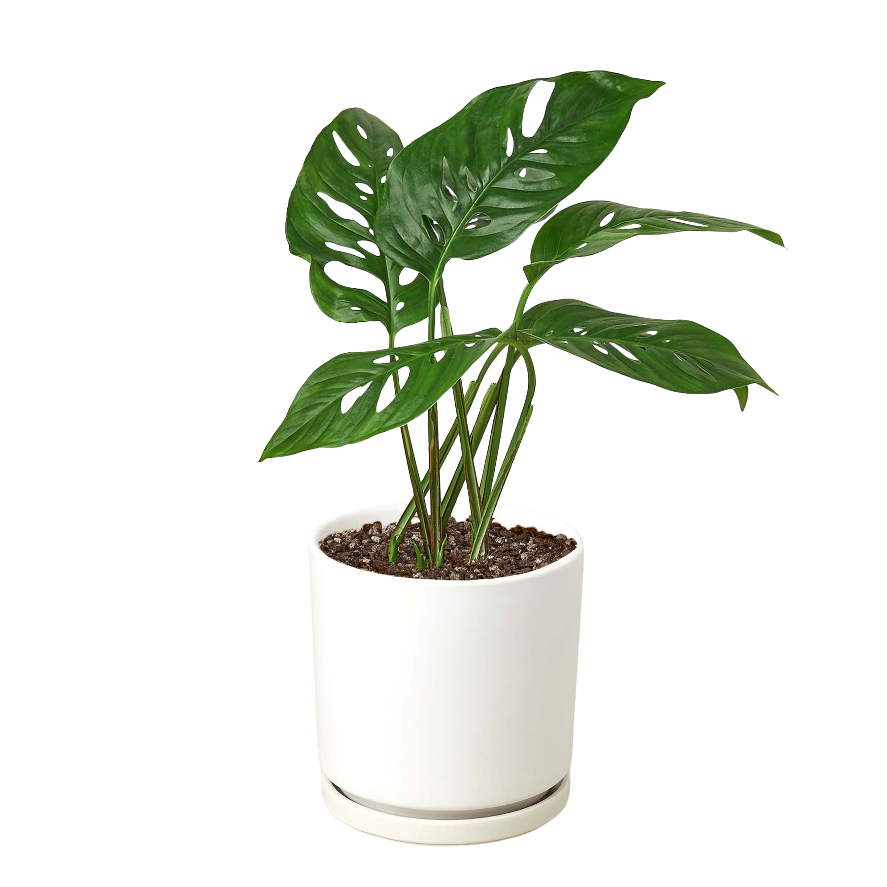 Monstera Adansonii Swiss Cheese | Easy Care Vining Plant | House Plant Shop