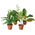 Air Purifying Variety Bundle