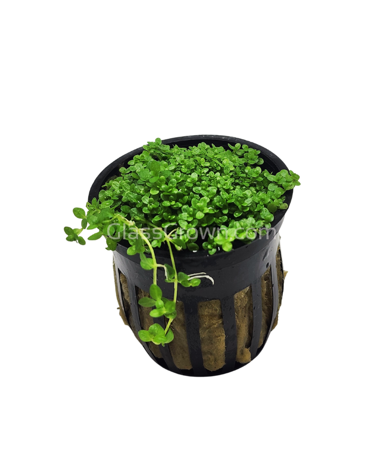 Dwarf Baby Tears (Hemianthus Callitrichoides)
