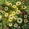 African Daisy Live Plant 4 Inch Pot – Osteospermum Yellow Flower
