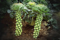 Brussels Sprouts Seeds 250 Long Island Improved Heirloom Compact Plants Brassica oleracea