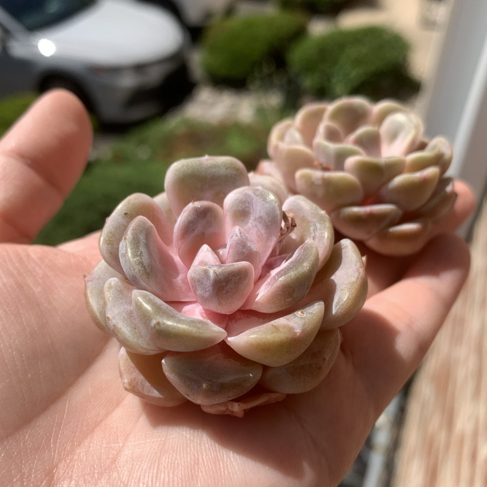 Echeveria 'Teddy Bear Burger' - Single Diameter Approx. 2"-2.5"