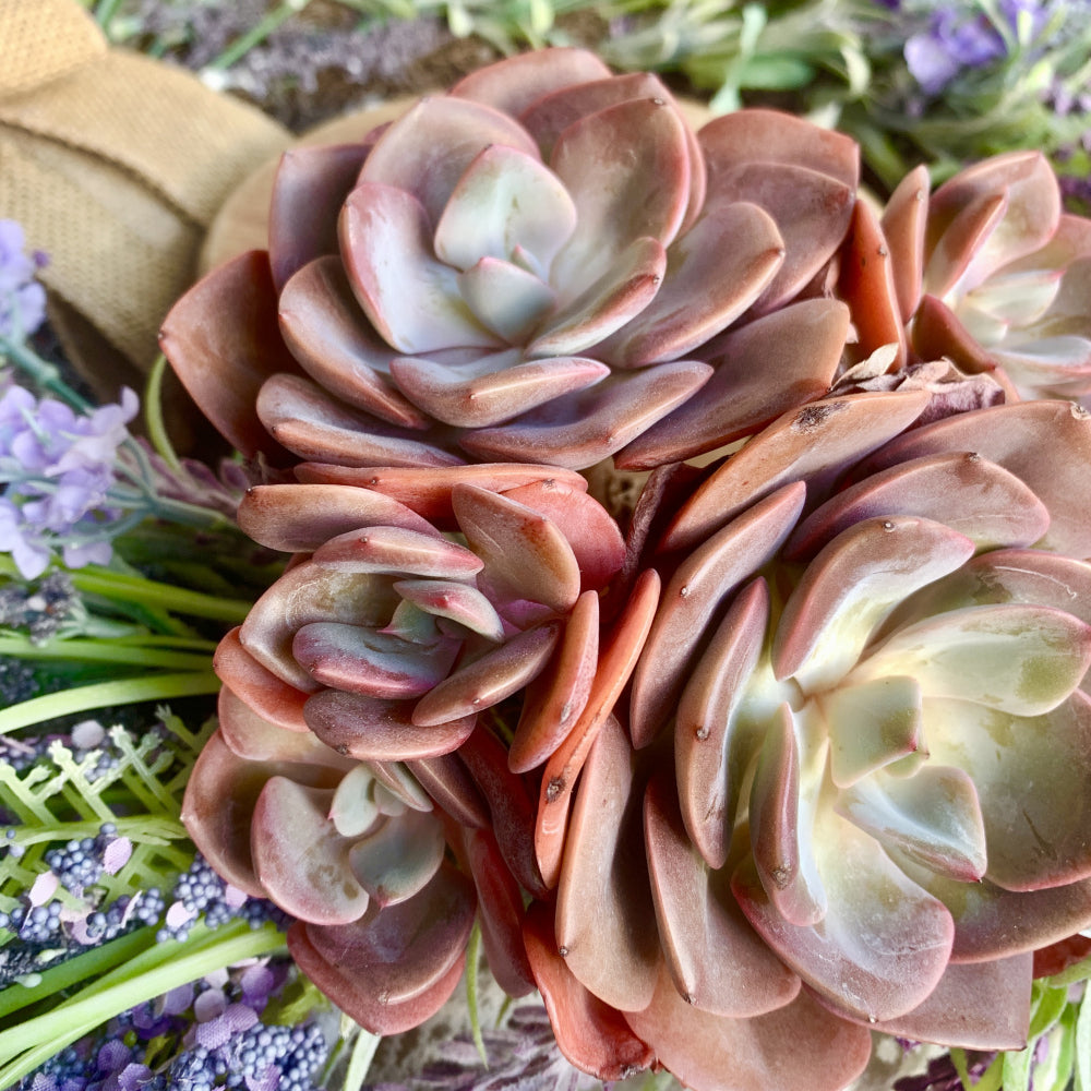 Big Rose-shaped Succulent - Echeveria 'Dusty Rose' - Drought-tolerant Fast-growing Plant
