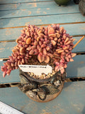 THY050-0036 Echeveria 'Peach Blossom Spring' - One-of-a-Kind Exact Plant Shown: Rare Live Succulent - Collector Plant