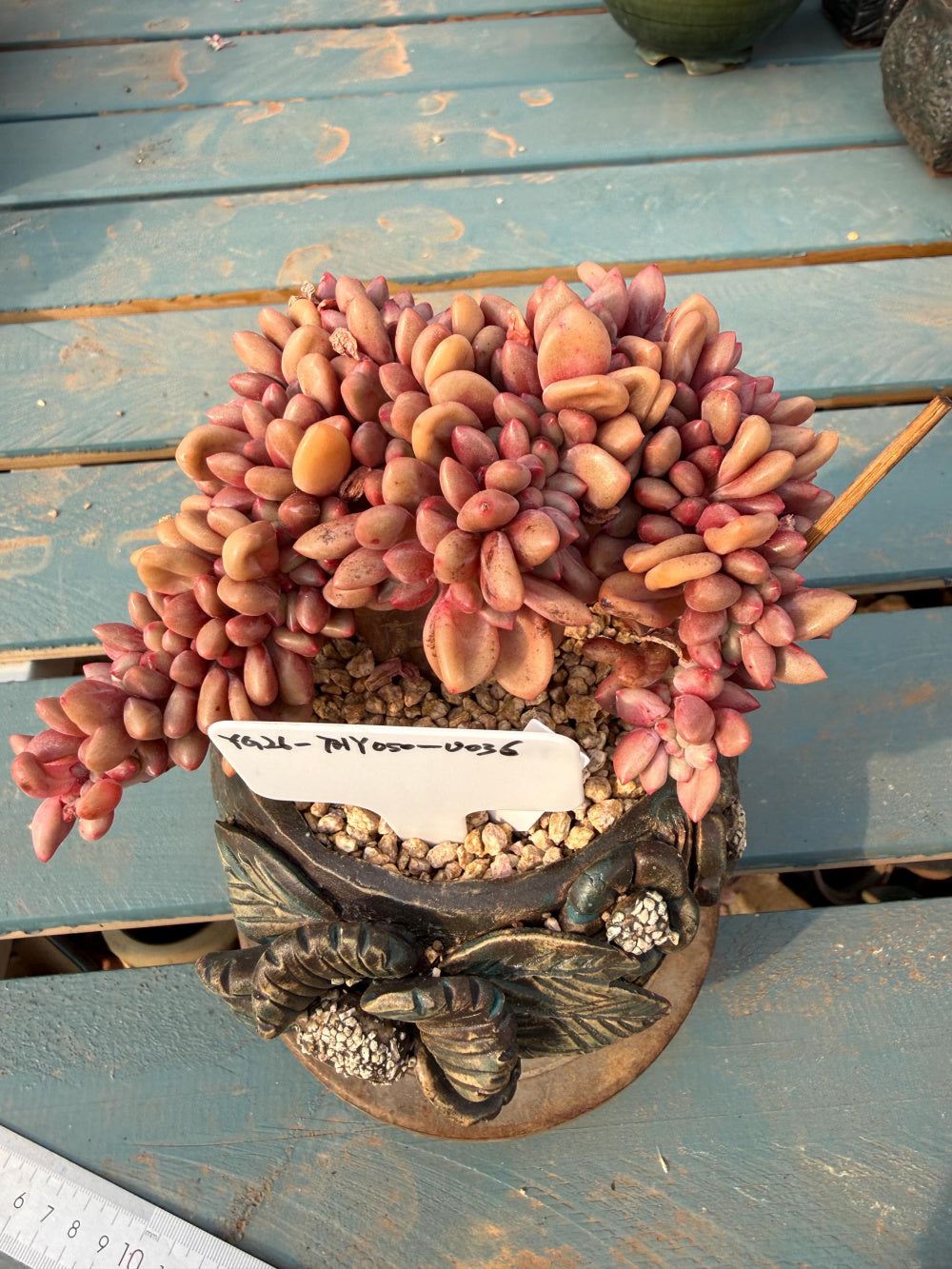 THY050-0036 Echeveria 'Peach Blossom Spring' - One-of-a-Kind Exact Plant Shown: Rare Live Succulent - Collector Plant