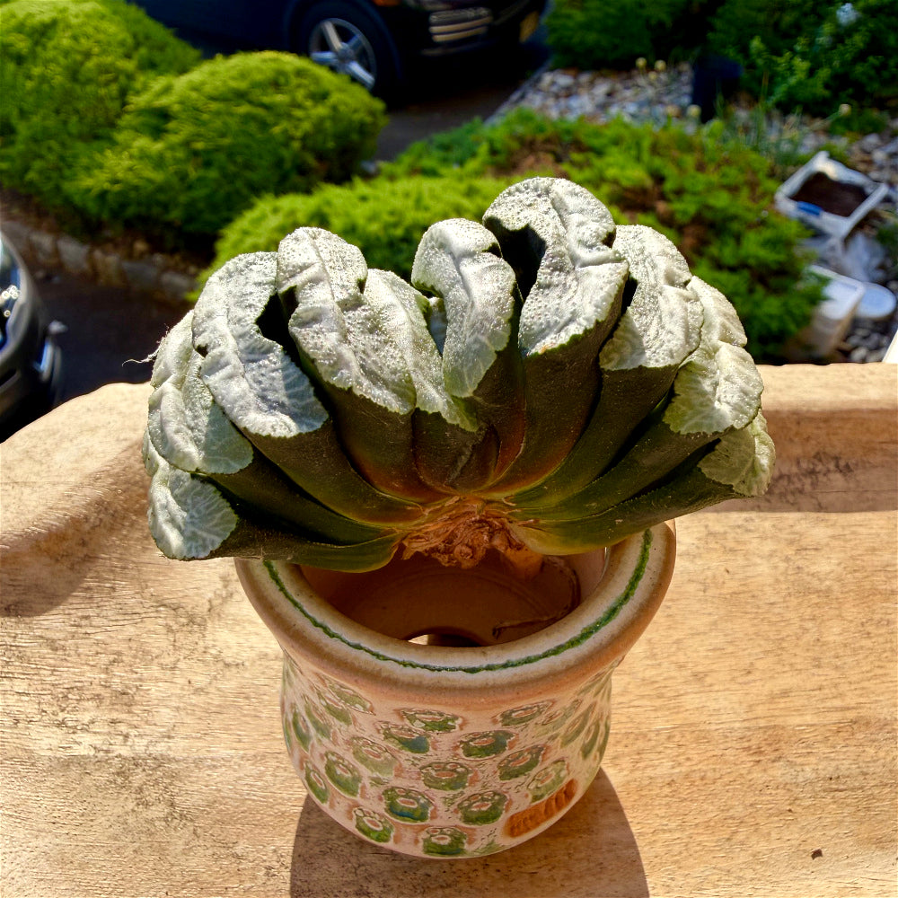 Haworthia Truncata