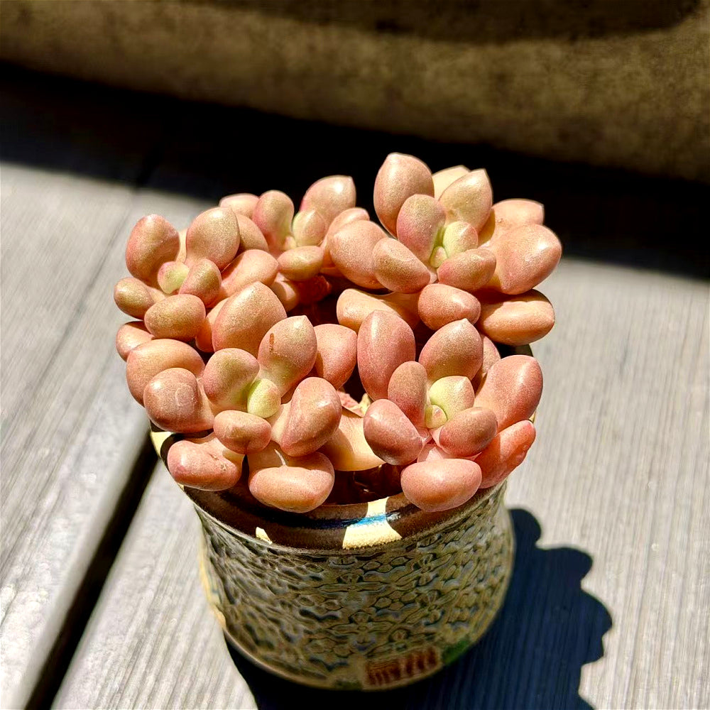 xGraptoveria 'Avant-garde' Clump-forming - 3-6 Heads Succulents Approx. 3"-3.5" in Diameter