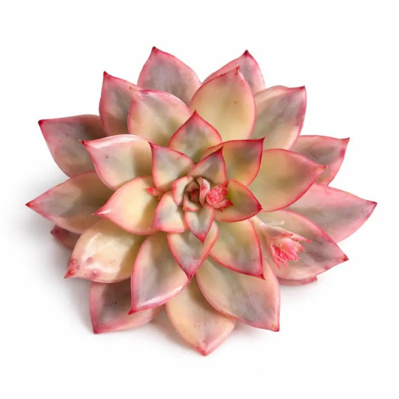 Echeveria 'Moon Goddess' Variegata - Suitable for Indoor or Outdoor Growing