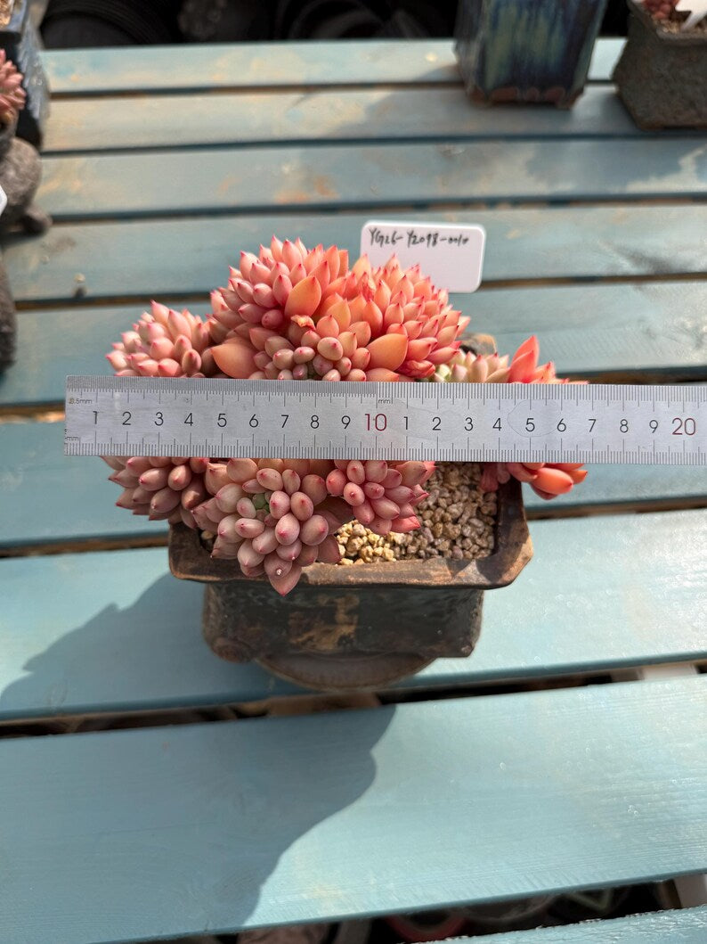 Exact Plant Shown Echeveria 'Yanzi' Rare Live Succulent | 4-Year Grown-up 6.3-inch Big Collector Plant Only One - No. YZ098-0010