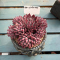 4-Year-Old Rare Echeveria 'Pink Cherry' Succulent 4.5-inch Mature Plant No. LSY098-0027