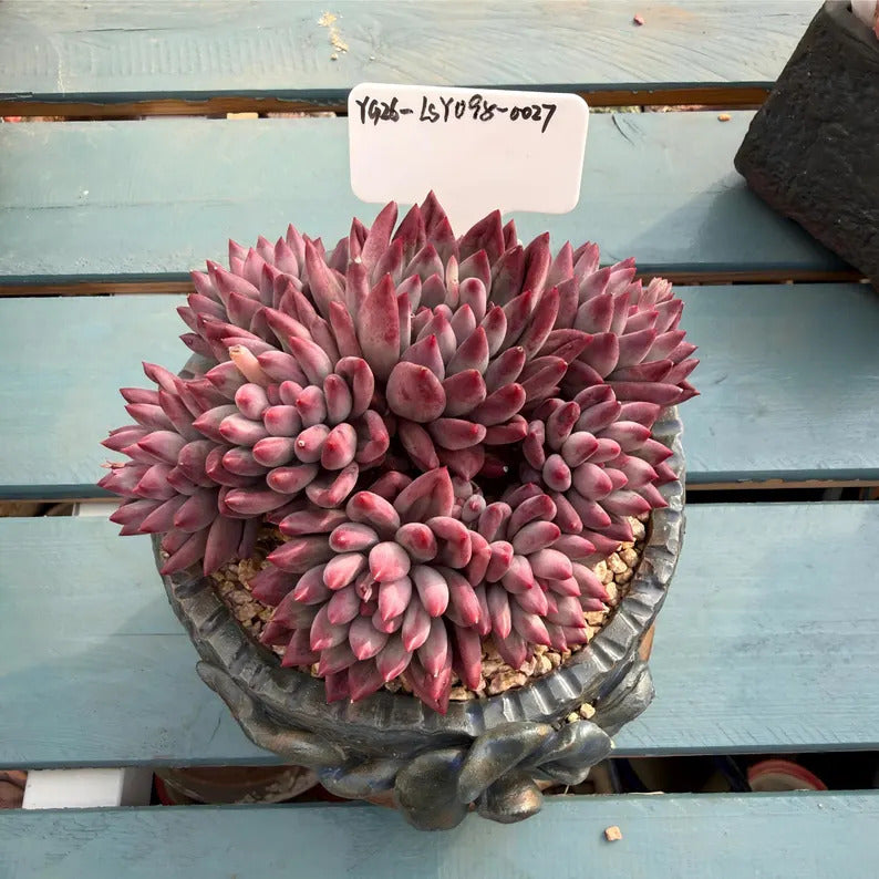 4-Year-Old Rare Echeveria 'Pink Cherry' Succulent 4.5-inch Mature Plant No. LSY098-0027