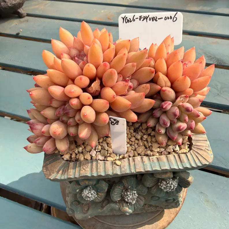 Rare 2.5-year-old succulent | Echeveria 'Pink Cherry' Gen 2 | 4.7-inch Boutique succulent No. EDY088-0006