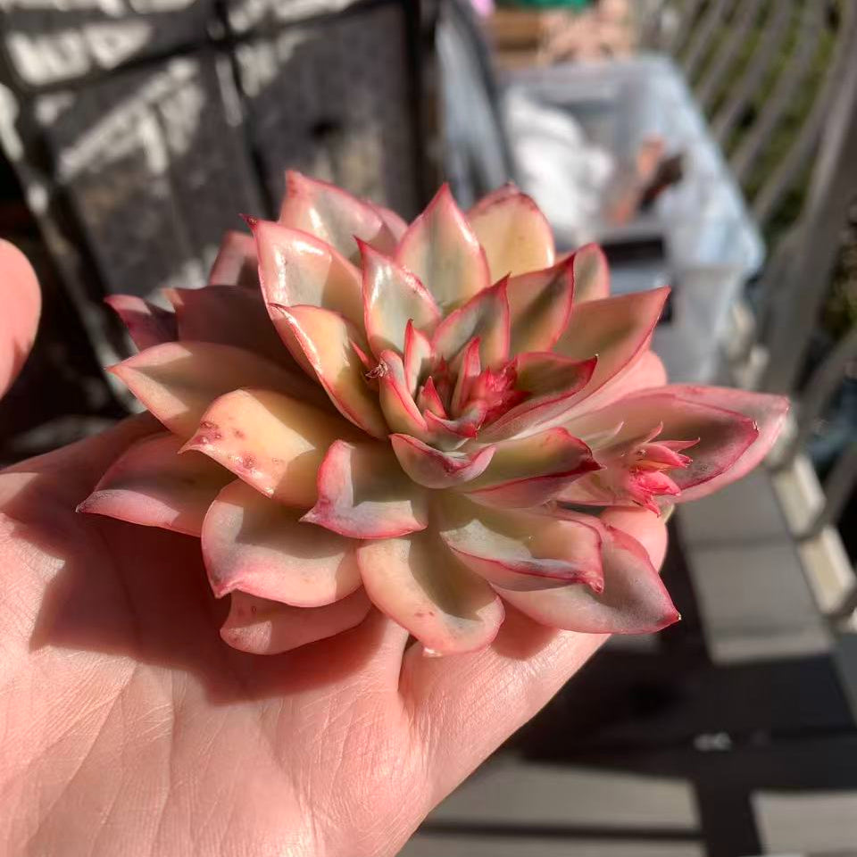 Echeveria 'Moon Goddess' Variegata - Suitable for Indoor or Outdoor Growing