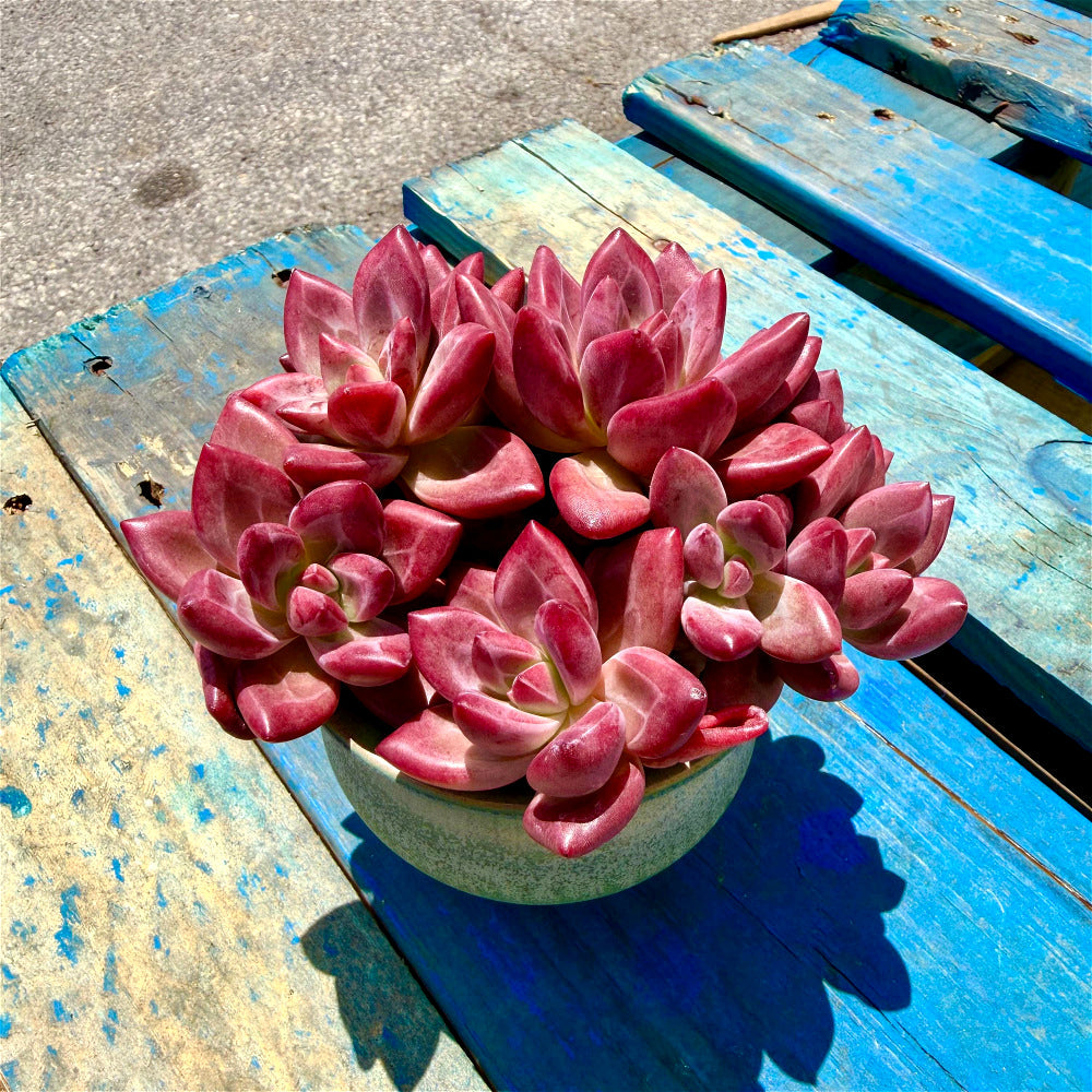 Echeveria 'Hephaestus' Multi-Head Cluster Mature Structure 5"-6" Across