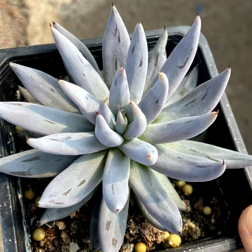 Echeveria Unguiculata - A Solitary Rosette Rare Succulent - Easy-care Plant Ideal For Windowsills and Desks