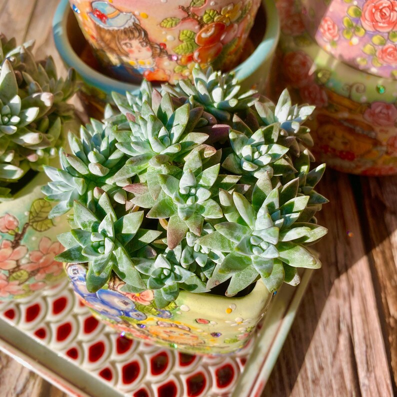 Rare Large Clump-forming Succulent - Dudleya Gnoma 'S.W. McCabe' - Distinctive Miniature Sculptures Appearance