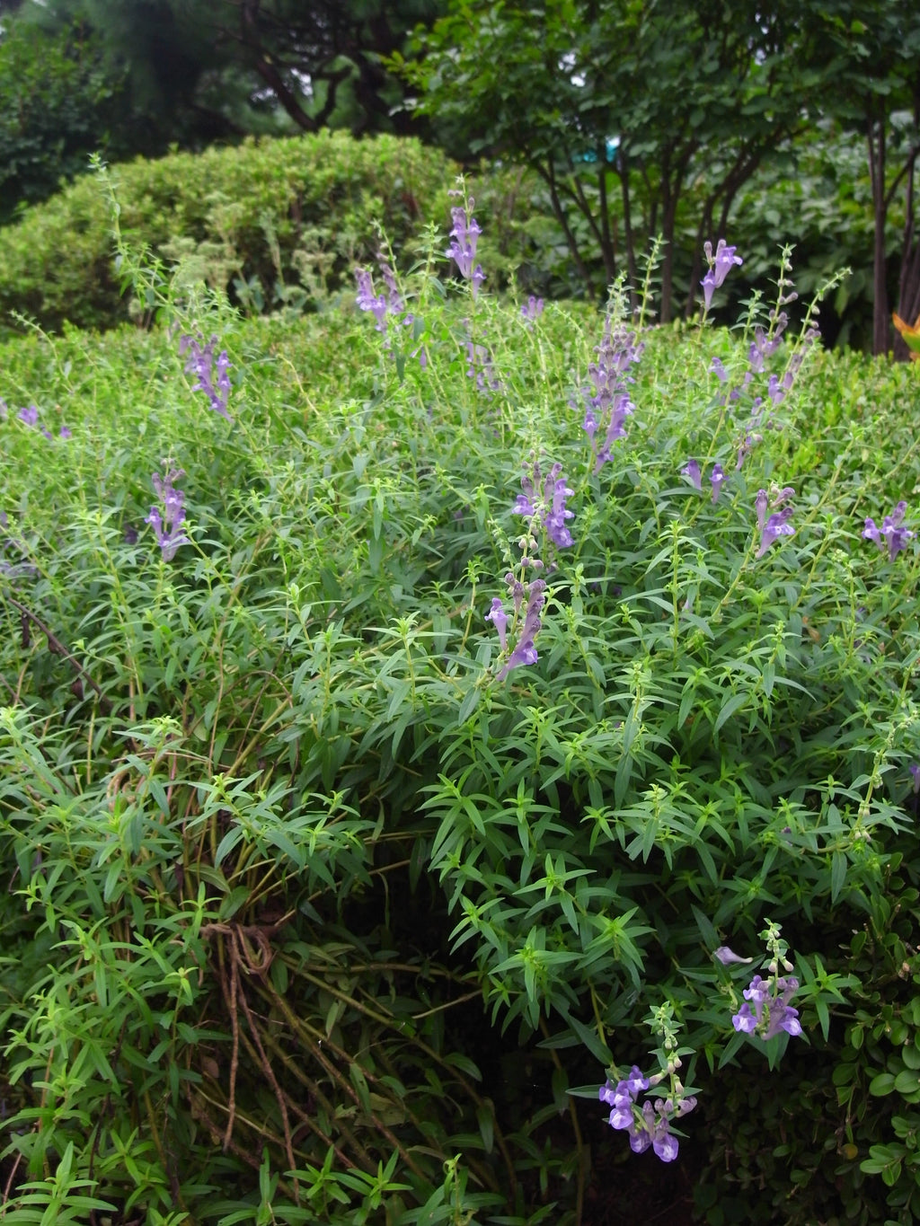 250 Scutellaria baicalensis Seeds - Baikal Scullcap Seeds