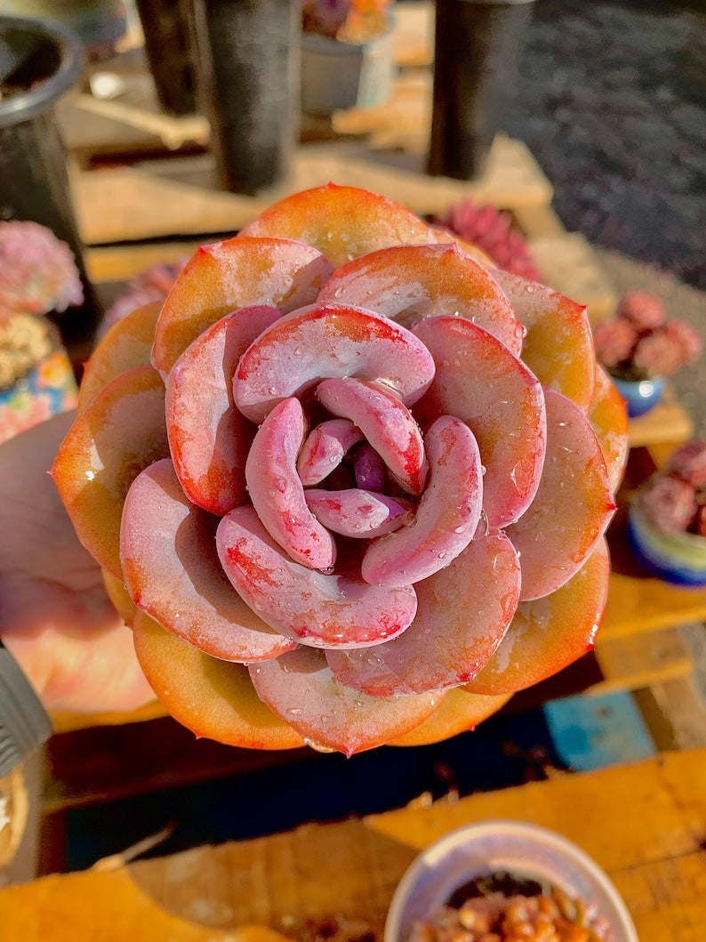 2512-047 Boutique Big Rare Succulents/Echeveria Cream Tea /What You See is What You Get/Bare Root Without Soil Pot/Plants Gifts