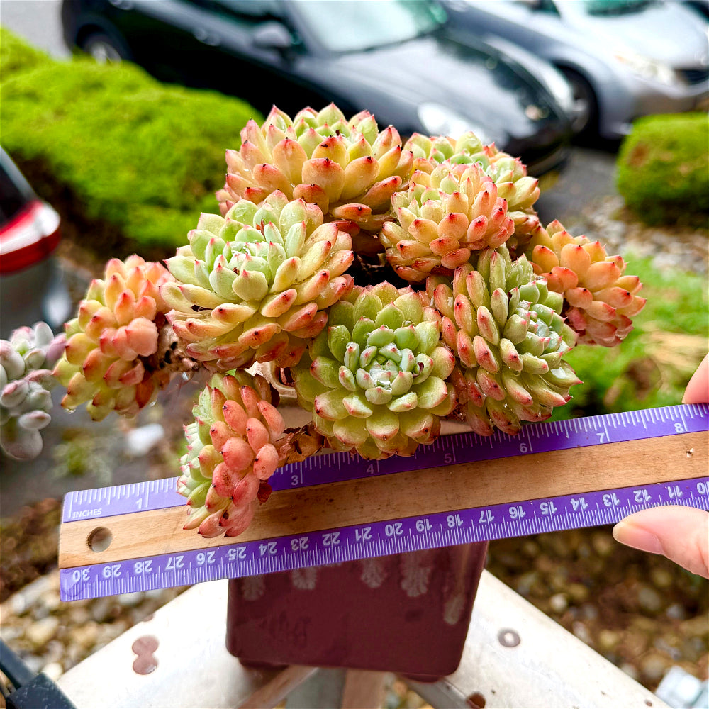 Echeveria 'Hani' 7"-7.5" Collector Succulent - One-of-a-Kind - Exact Plant Shown Rare Live Plant