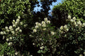 Texas Ebony Seeds – Drought Tolerant Native Tree, Bonsai Potential, Pithecellobium flexicaule, Ornamental Shrub, Wildlife Garden