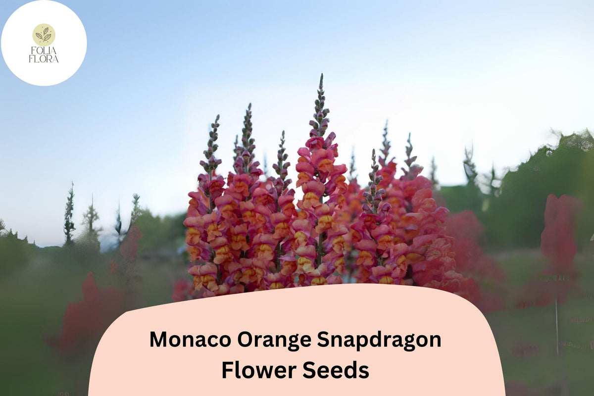 Antirrhinum majus Monaco Orange Snapdragon Seeds – 1000+ Bright Double-Petaled Blooms for Garden & Cut Flowers