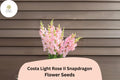 Costa Light Rose II Snapdragon Seeds - 1000+ Soft Rose-Pink Blooms for Garden & Cut Flowers