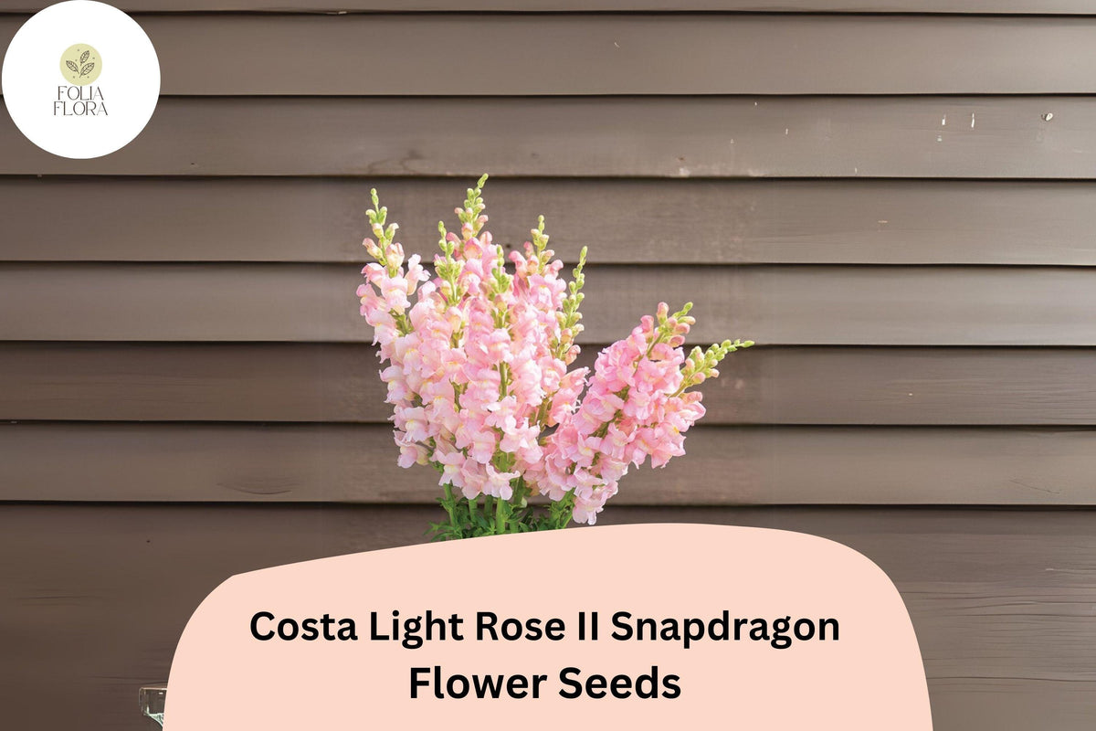Costa Light Rose II Snapdragon Seeds - 1000+ Soft Rose-Pink Blooms for Garden & Cut Flowers