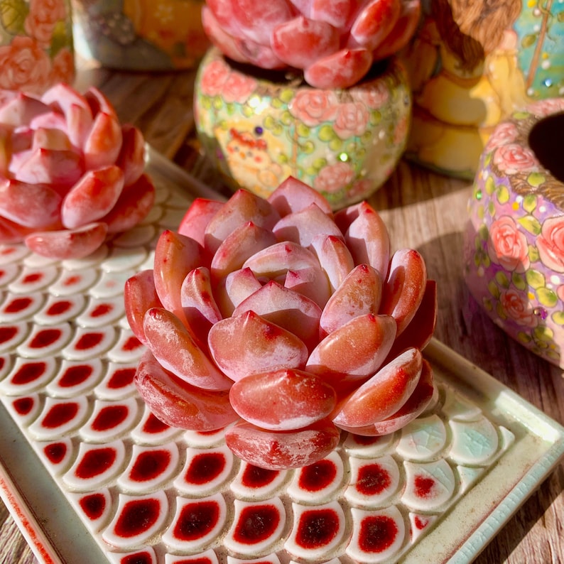 Echeveria 'Orange Monroe' Single-stemmed Live Approx. 3–3.5 inches in Diameter