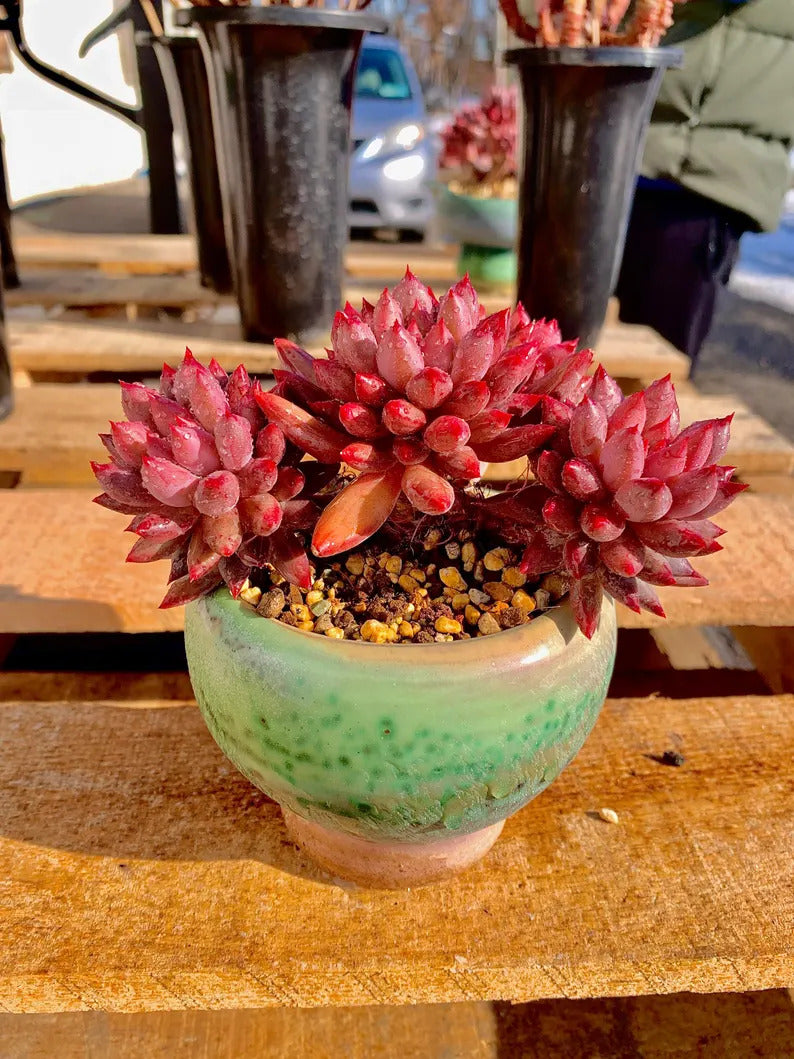2512-016 Echeveria 'Cherry' - What You See is What You Get Living Plant- Boutique Rare Succulents