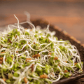 5 Part Salad Sprout Mix Seeds – 1,000 Non-GMO Sprouting Seeds for Indoor Kitchen Garden, Fresh Nutritious Sprouts