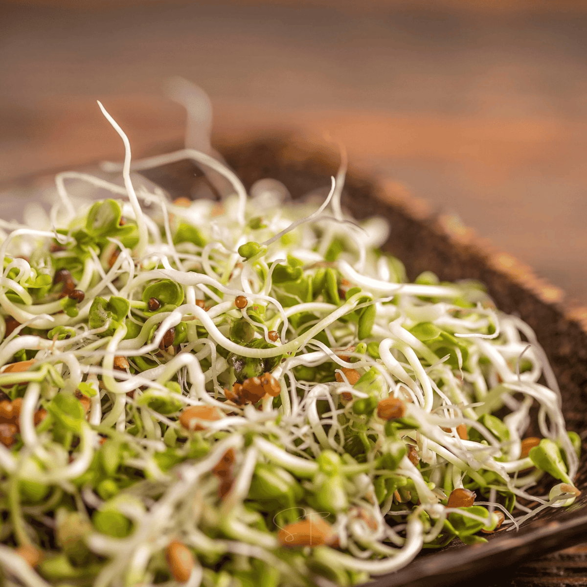 5 Part Salad Sprout Mix Seeds – 1,000 Non-GMO Sprouting Seeds for Indoor Kitchen Garden, Fresh Nutritious Sprouts